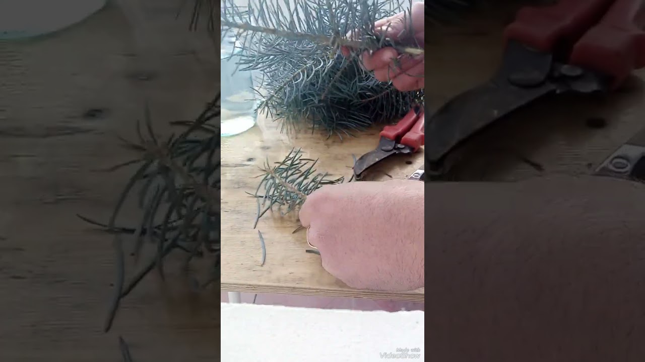 Mavi şam ağacıının çilikdən çoxaltmaq qaydası (Kremliski) (Mavi Ladin)