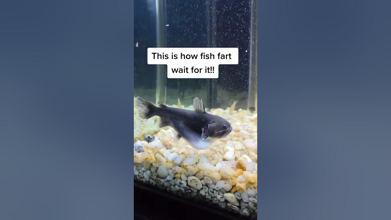 This Is How Fish Fart (Wait For It!) 😱 YouTube