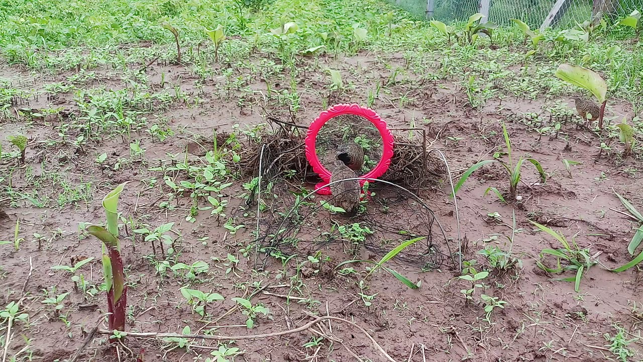 bẫy  chim cút bằng gương