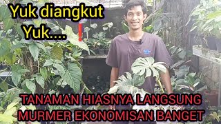 LAMA GAK REVIEW ⁉️TANAMAN HIASNYA LANGSUNG MURMER EKONOMISAN BANGET