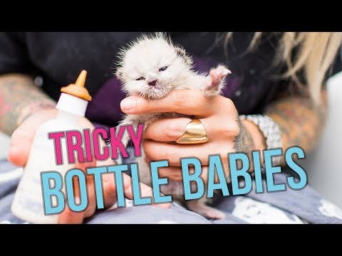 Video: Ako Bottle-Feed Baby kozy