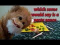 Green Pepper and Tomato, Pizza Sauce Recipe, by Mister Monkey.