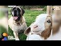 Massive Dog Adopts Special Needs Goat - SAMMY & CHANCE | The Dodo Odd Couples