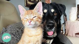 Huge Rottweiler Meets A Stray Kitten For The First Time | Cuddle Buddies