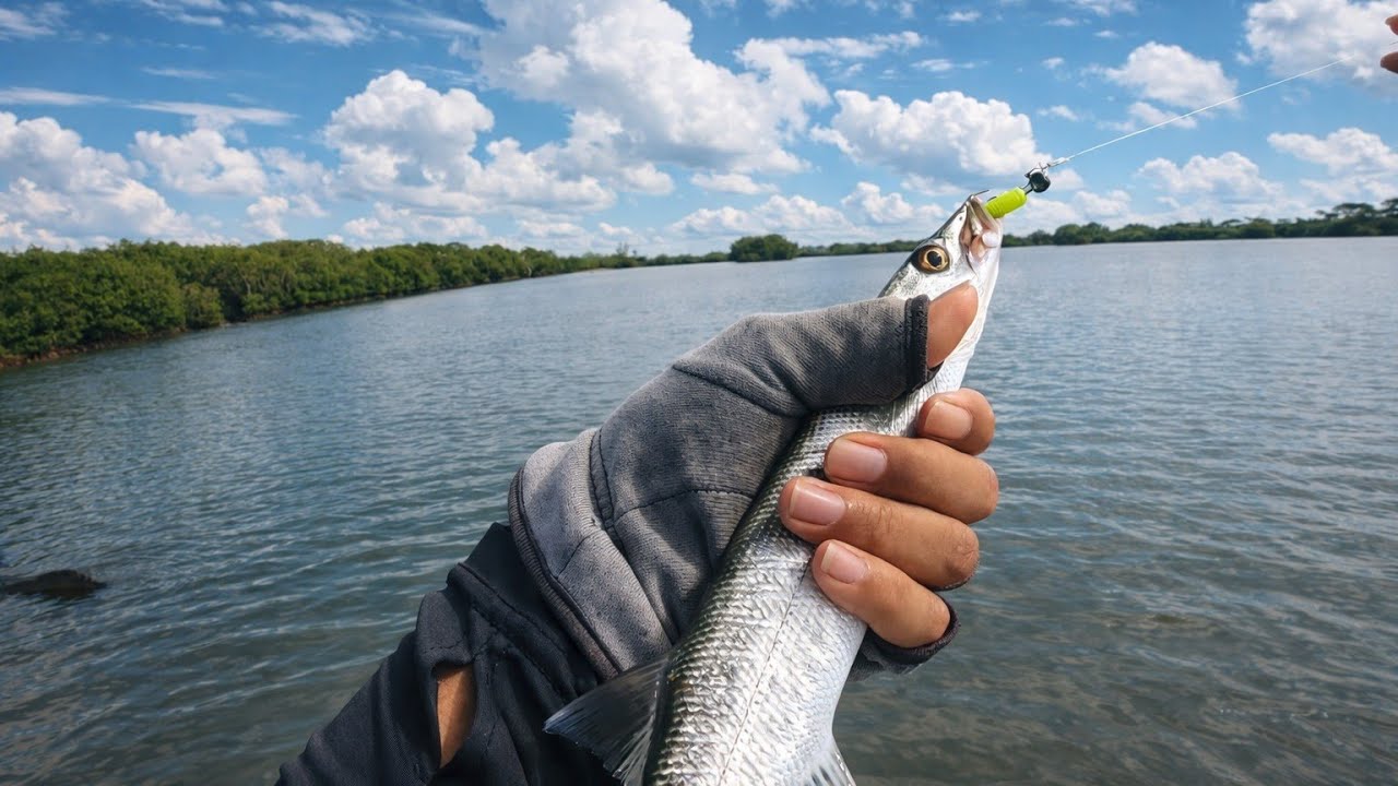 IKAN PREDATOR GIGI TAJAM_251