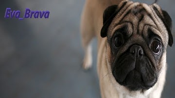 Ну будем выживать а хотя не проживать до следущего вайпа на сервере pve RUST Z