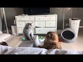 Cute british shorthair kitten stands and fights to defend her stair then relaxes. Funny cat video.