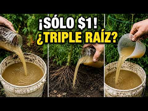 Este ingrediente de $1 triplica tus raíces