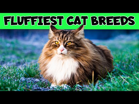 Video: Fluffy cat breeds: rating, reviews