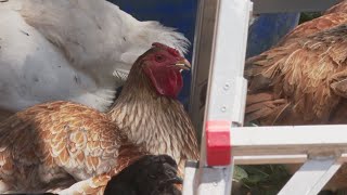 Colorado confirmed the first case of bird flu in a human in more than 2 years
