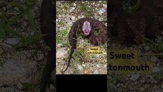 What Happens When a Cottonmouth Feels Threatened #snake #nature #shorts