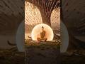 부처의 수행 유혹과 분노를 이기다 #buddha #깨달음 #aivideo