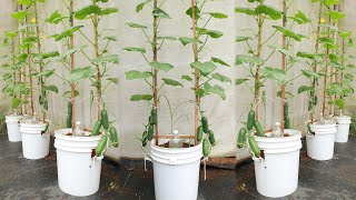 Fruitful - Surprise with cucumbers grown in paint buckets