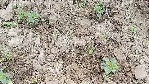 Cắt Ngọn Cây Hoa Thược Dược Trồng Muộn Giúp Cây Hoa Nở Vào Dịp Tết 