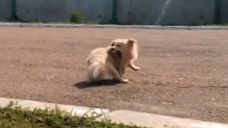 Very angry dog / Очень злой пес Very angry dog / Очень злой пес