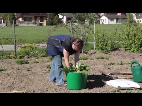 Video: Container-Rhabarber: Pflege von Rhabarber-Pflanzen in Containern