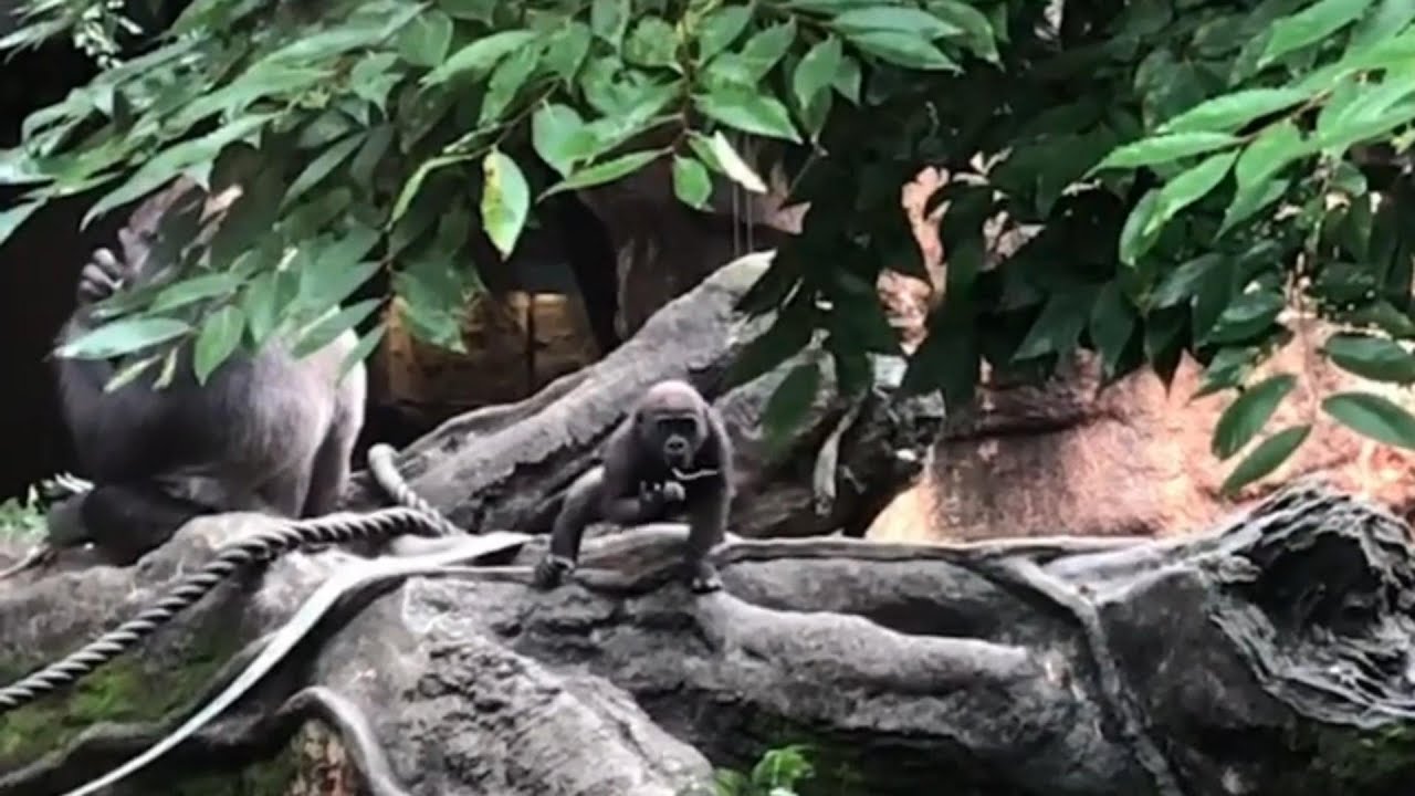 танки в москве 1991 ельцин. августовский путч белый дом 1993. 8 августа 1993. августовский путч 1991. 8 августа 1993.