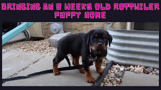 BRINGING AN 8 WEEKS OLD ROTTWEILER PUPPY HOME.