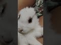 my new pet... 👍 😍 😍 😍