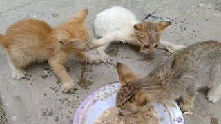 Hungry Tiny Kittens Meowing Growling Grabbing And Running || Kitten Biting Sister's Paw ||