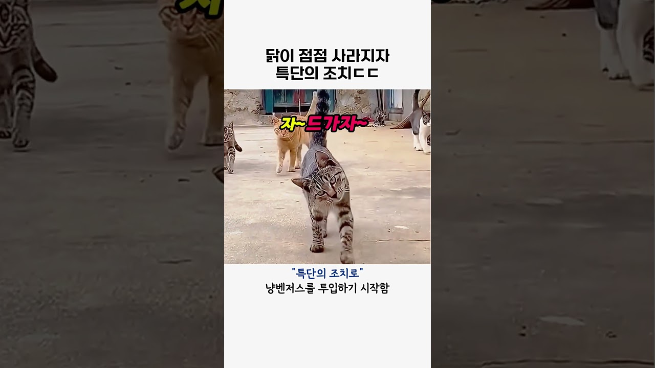 닭이 사라지자 내린 특단의조치 #고양이#동물#족제비#닭#고양이사냥#animal#반전