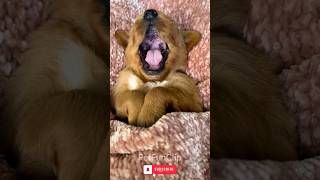 Hoahhmmm.... Sleepy puppy | Ngantuk Gaes !!! 😿😿
