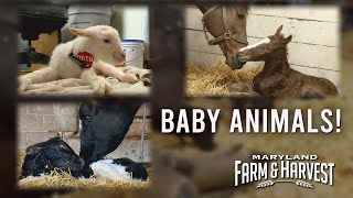 Watch Baby Animals be Born!  |  MD F\&H