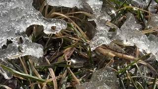 Torch In Sky Productions - Spring Melt