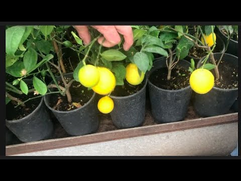 Видео: Сорта цитрусовых в Зоне 9: выбор цитрусовых деревьев, которые растут в Зоне 9
