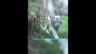 Cameron & Zabu~Series 1 Of 3, Part 2 Of 7