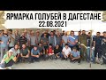 Ярмарка голубей в Дагестане. 22.08.2021 год. Bakı göyərçinlər.