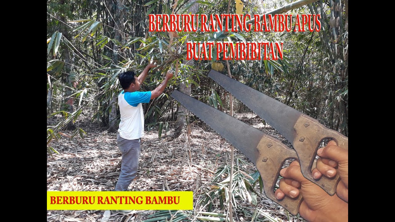 Bambu Ranti Berburu ranting bambu apus buat pembibitan - YouTube