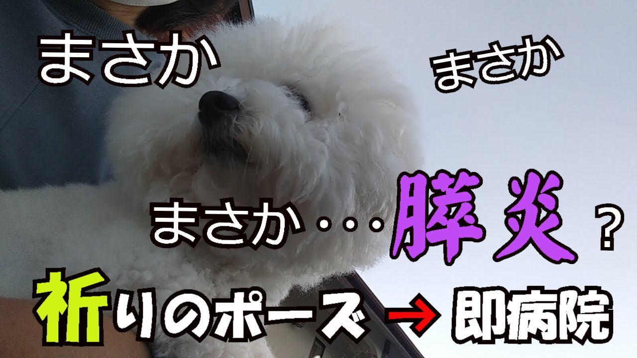 🐶食欲不振の犬の【祈りのポーズ】は膵炎のサイン⁈急遽病院へ!!【博多弁・佐世保弁】でしゃべる犬【アテレコ犬】〔114〕