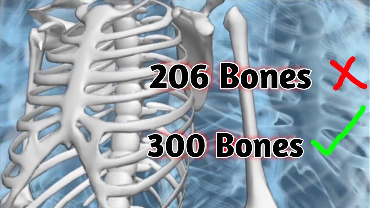 facts about boneshamare sharir mein kitni haddi Hoti hai YouTube
