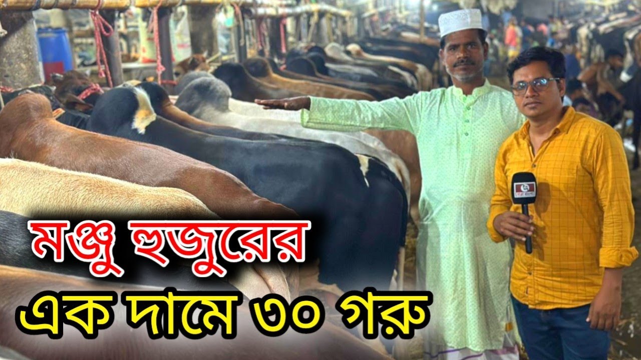 গাবতলিতে খামার উপযোগি গরু একদামে বিক্রি করতে চায় মঞ্জু ব্যাপারি #gabtolihut_2026