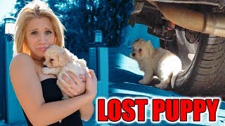 WE RESCUED A LOST PUPPY! (FOUND UNDER CAR)