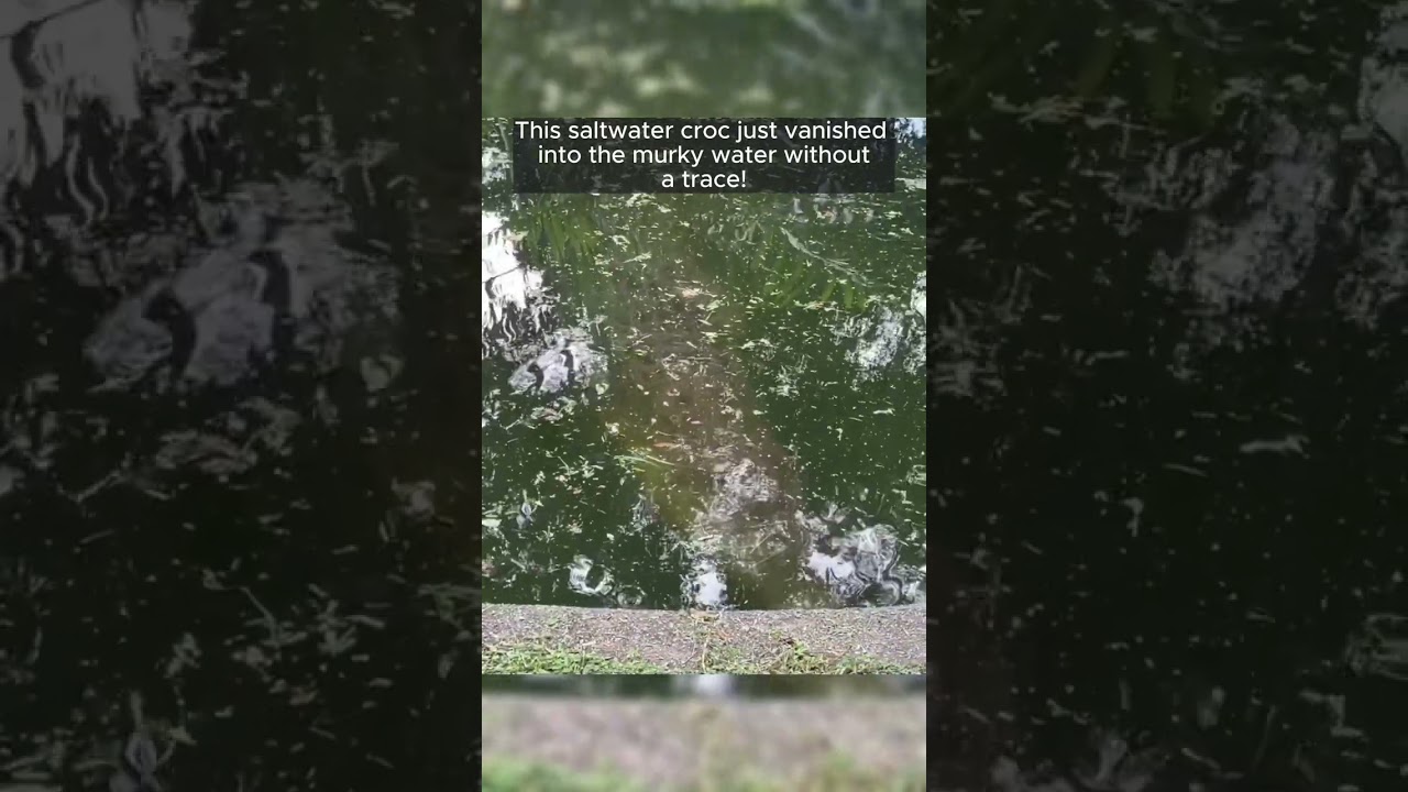 Saltwater Crocodile Vanished into the Murky Water - CreatureCops