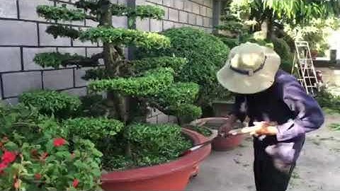 cắt tỉa cây cảnh bon sai lâu năm.liên hệ giàu 0917183271