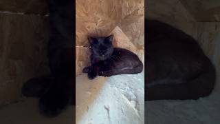 Karamamba Outdoor Cat