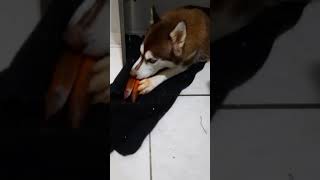 Zara saboreando sua cenourinha 🥕🥕🥕🐾🐺☺