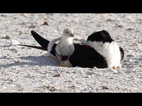 A Look At 2026 Black Skimmers Nesting