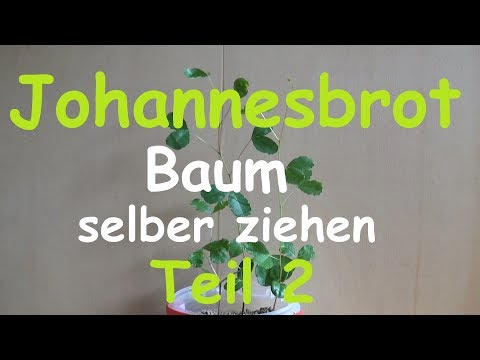 Video: Johannisbrot sauer: Beschreibung