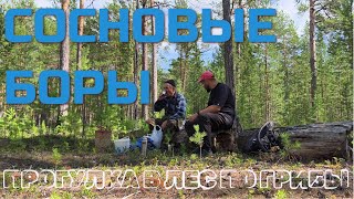 видео: Рыбалка рыбалкой, а грибы по расписанию! Выезд в лес на разведку грибных мест! Сосновые боры радуют! картинка: Рыбалка рыбалкой, а грибы по расписанию! Выезд в лес на разведку грибных мест! Сосновые боры радуют!