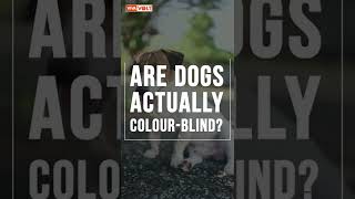 Are dogs actually colour-blind? #Shorts #AmazingFacts