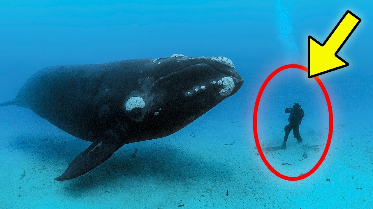 A Baleia Não Soltou a Mergulhadora. Ela Ficou Chocada Quando Viu o