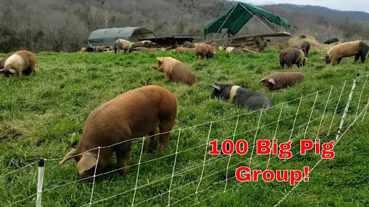 100 head pastured pig group tour in 5 min.   ($130k worth of pork) #farming #pigs #realpigfarming - DayDayNews