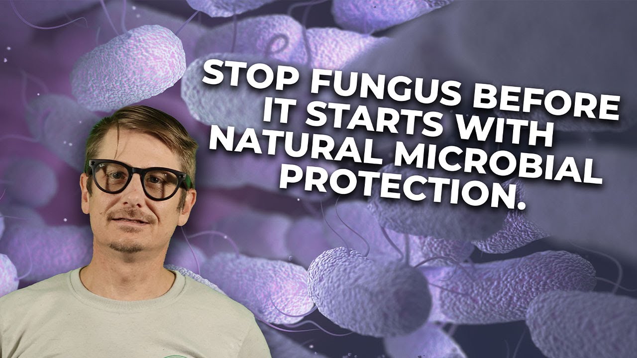 Предотвратите гниение бутонов и ПМ за 7 дней — без ядерного уничтожения растений!