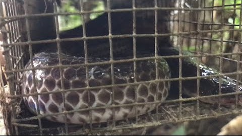 Bẩy Rắn/ Chia Sẽ Kinh Nghiệm Bẩy Rắn Cho Người Mới Vào Nghề,,, TTSB