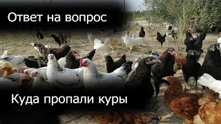 Куда пропали куры? Продолжение