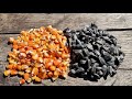 Чи можна повторно висівати гібридне насіння (F2) кукурудзи та соняшнику
